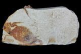 Fossil Pea Crab (Pinnixa) From California - Miocene #85301-1